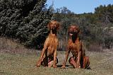 VIZSLA poil court 073